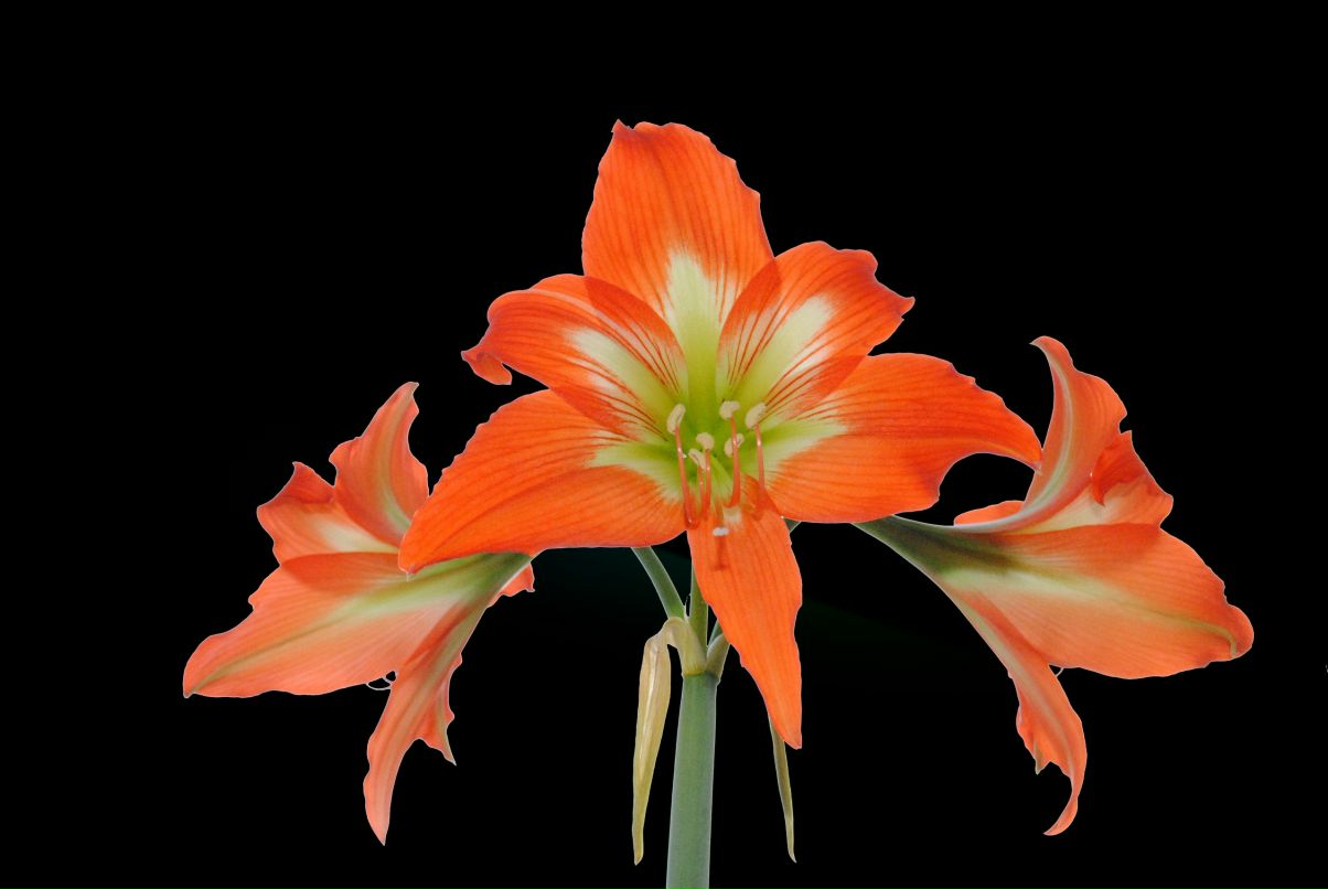 Антонина Коваленко | Кривой Рог