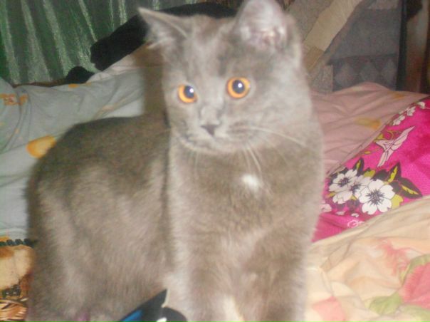 №4, Никита Кафисов №4, Никита Кафисов