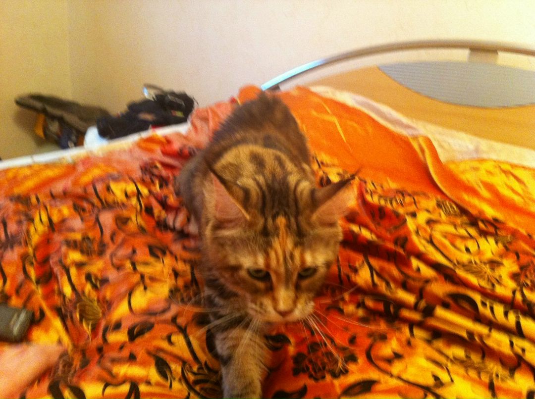 Екатерина Аккузина | Санкт-Петербург