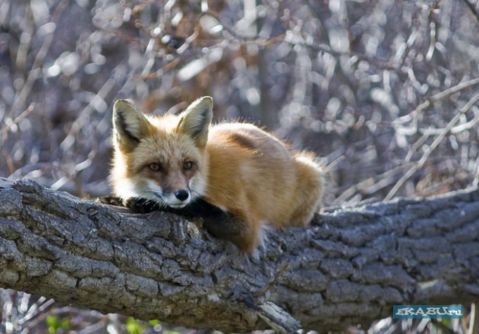 Maxim Gusev | Харьков