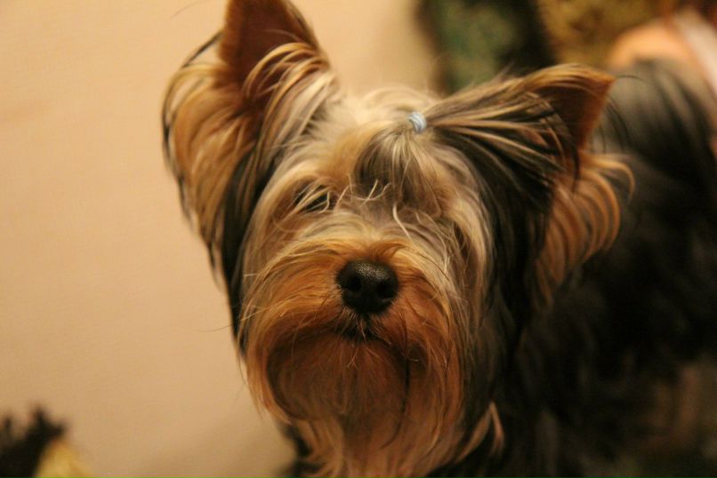 Алёна Ераксина | Нижний Новгород