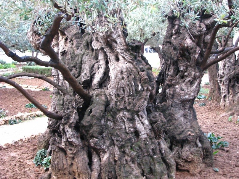 Владимир Колесник ПЕТРОВИЧ | Киев