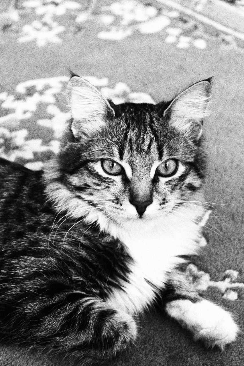 Елена Мозлова | Москва