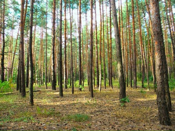 №117, Лидия Морозова №117, Лидия Морозова