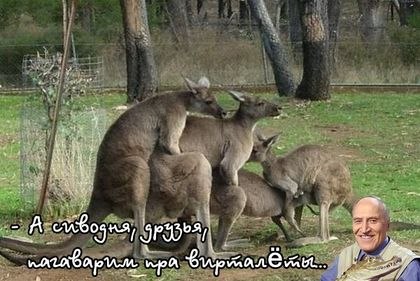 Мехавой Удав | Санкт-Петербург