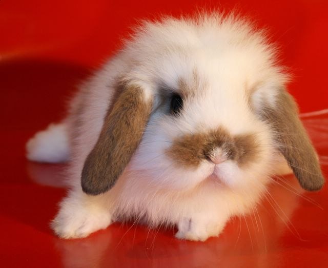 Асия Лукманова АХТЯМОВНА | 