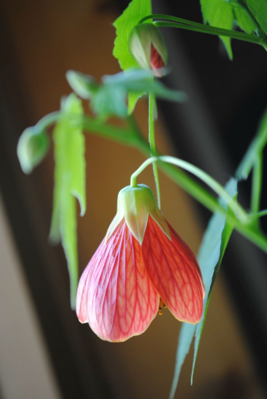 Наталия Панова | Тула