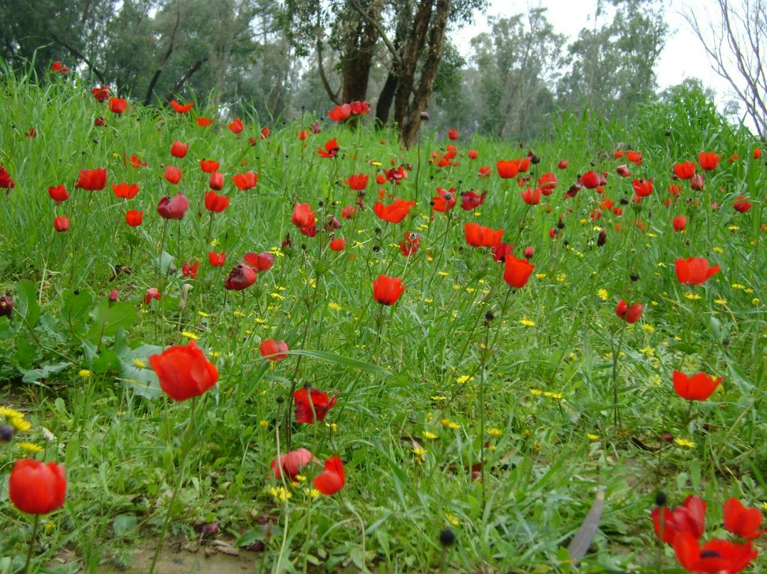 Таня Портнова | Беэр Шева