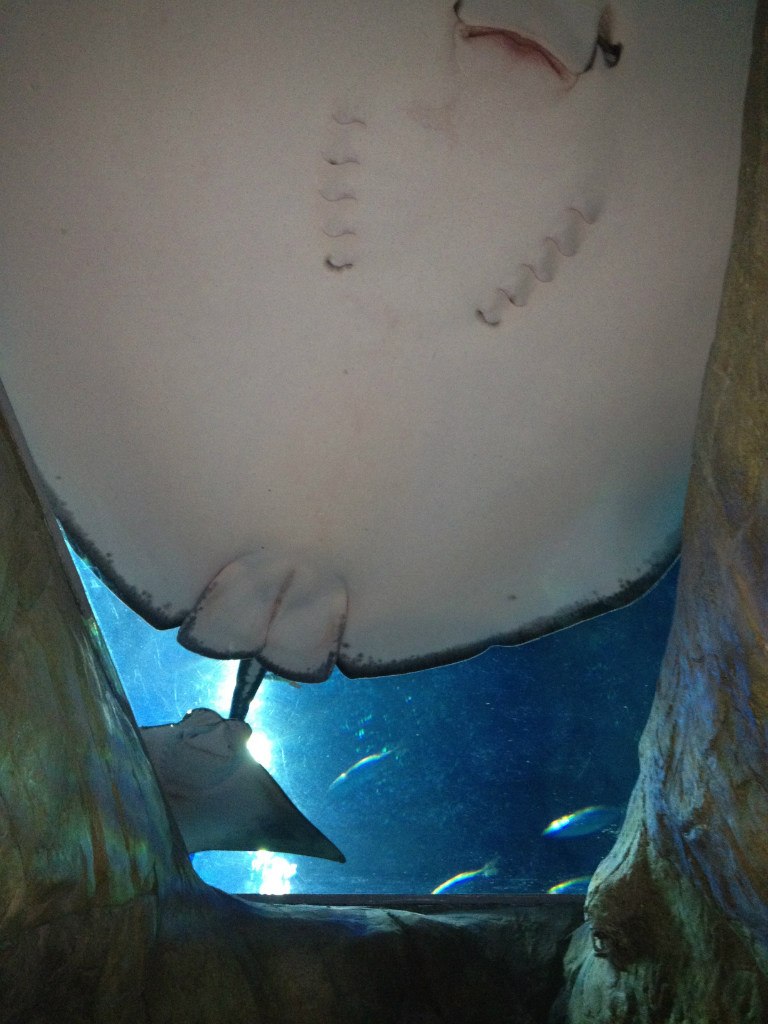 Надя Чешкова | Milano