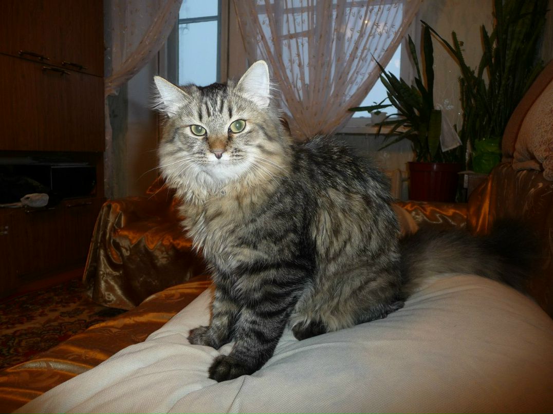 Алексей Семеновых Сергеевич | Киров