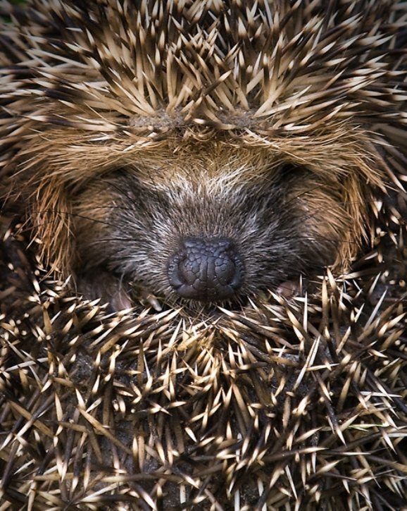 Станислав Сазанков | Санкт-Петербург