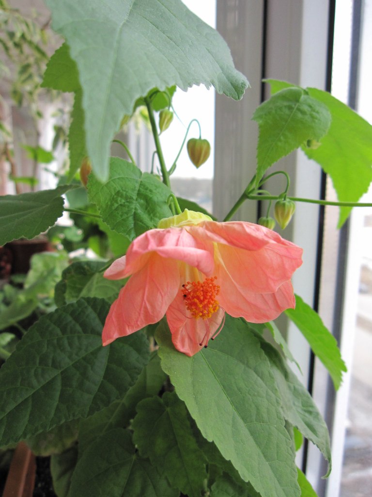 Светлана Серб | Санкт-Петербург