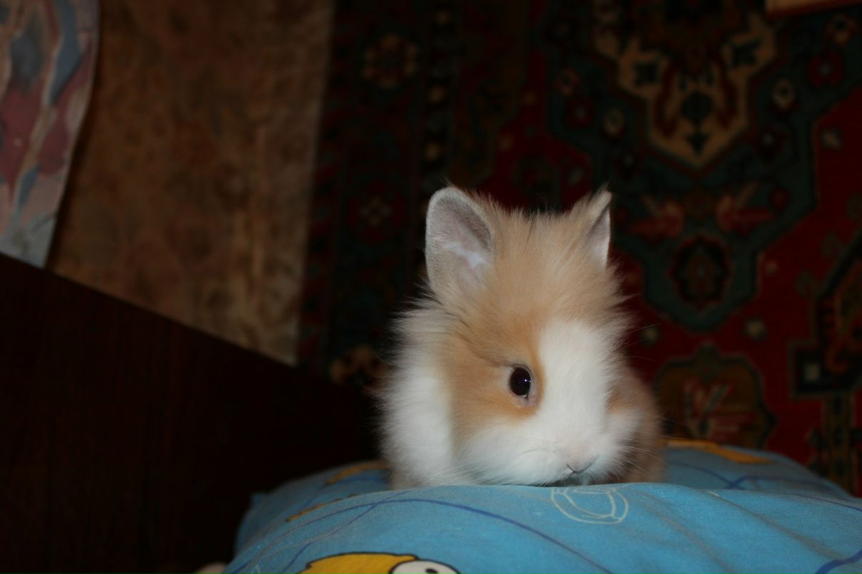 Світлана Чувілкіна | Оржица