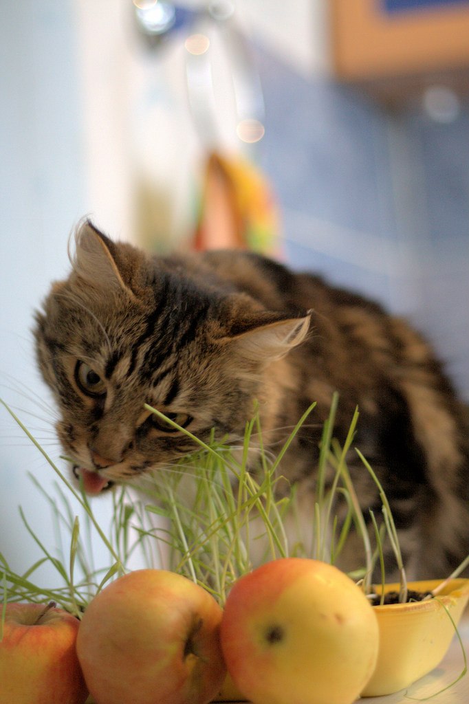 Евгений Владимирович | Североонежск
