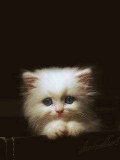 Kirill Pilipenko | Los Angeles