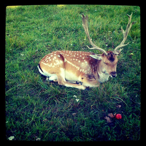 Михаил Диланян | Санкт-Петербург