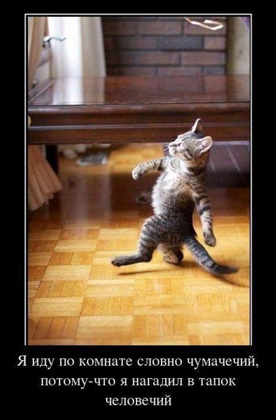 Николай Кучанский | Одесса