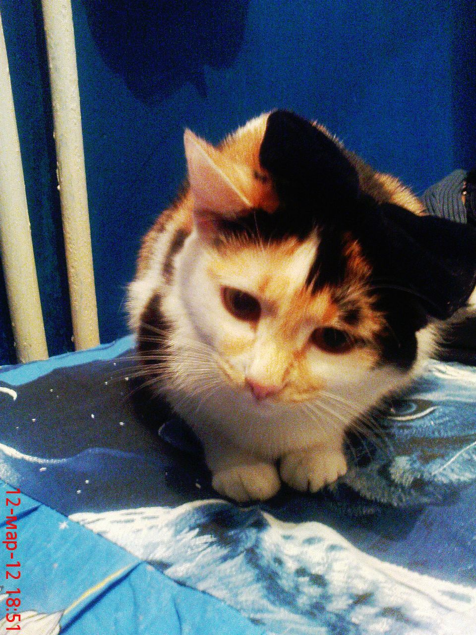 Лейсан Мифтахова | Октябрьский