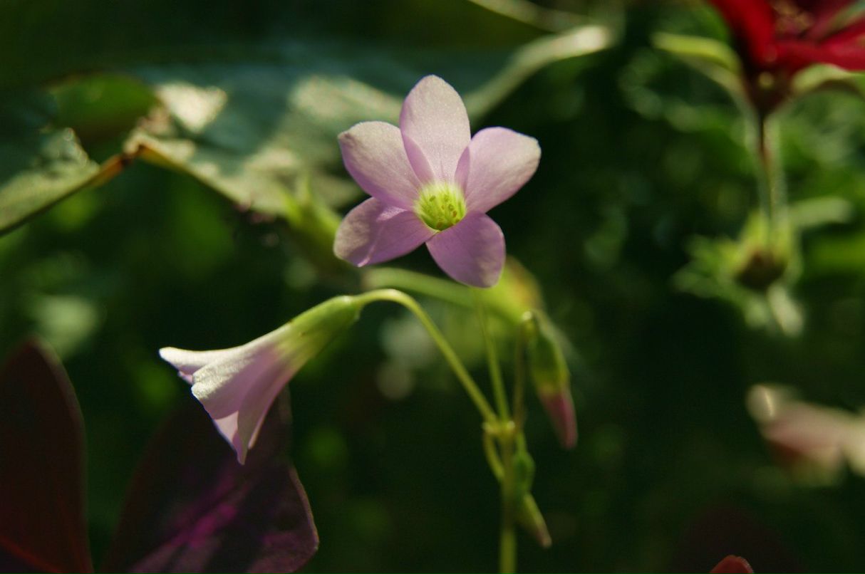 Ольга Звонцова Сергеевна | Санкт-Петербург
