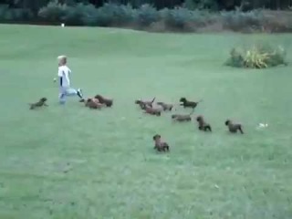 Happy Kid Chased By Puppy Pack