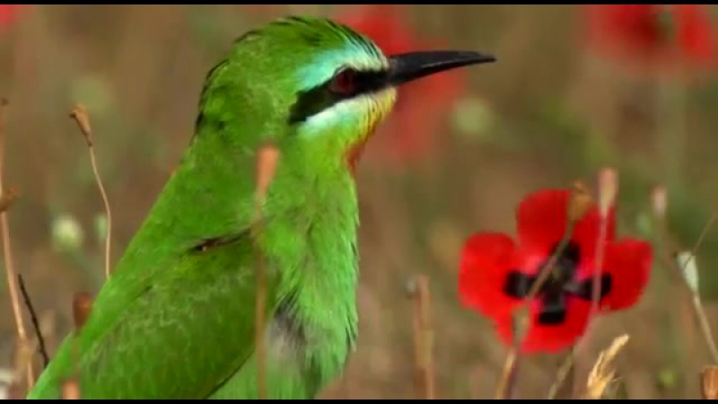 дикий мир. Blue cheeked Bee eater. Azerbajjan. Щурки зелёные. Merops