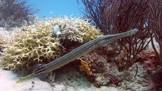 Le poisson-trompette, Aulostomus chinensis