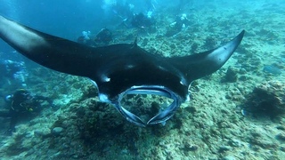 Manta Point - Maldives