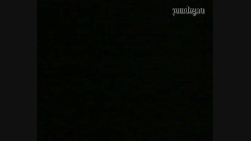 Дрессировка