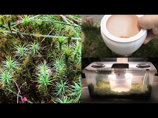 Керамический испаритель для 💧 биоувлажнителя 💨 воздуха. (🍀Biofilter).