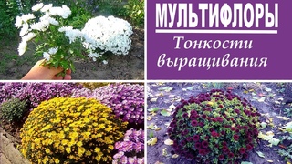 Тонкости выращивания шаровидных хризантем . Как размножать как делить как формировать