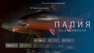 РУССКАЯ РЫБАЛКА 4 | RF4 - ПАЛИЯ ОБЫКНОВЕННАЯ/ЛУДОЖНАЯ, ОЗ.ЛАДОЖСКОЕ