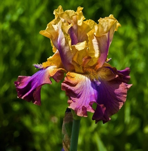 Снято пред ирис. Снято пред ирис. Ирис ambroisie. Меченосные ирисы. Ирис (касатик) сизоватый.