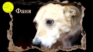 Фаня