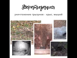 Дератизация!