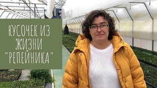 Кусочек из жизни Репейника. (видео отчёт за ноябрь)
