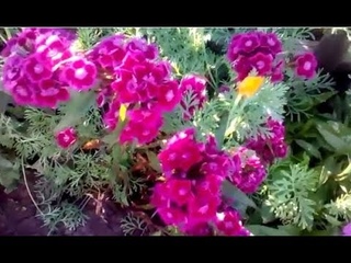 Секреты и особенности турецкой гвоздики! Еще немного о цветке Зевса...