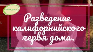 Разведение калифорнийских червей для получения биогумуса дома. Гусар Любовь