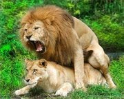 №61, Daivid Dodo, Sharm el-Sheikh №61, Daivid Dodo, Sharm el-Sheikh