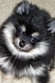 Саня Ивасюк | Днепр (Днепропетровск)