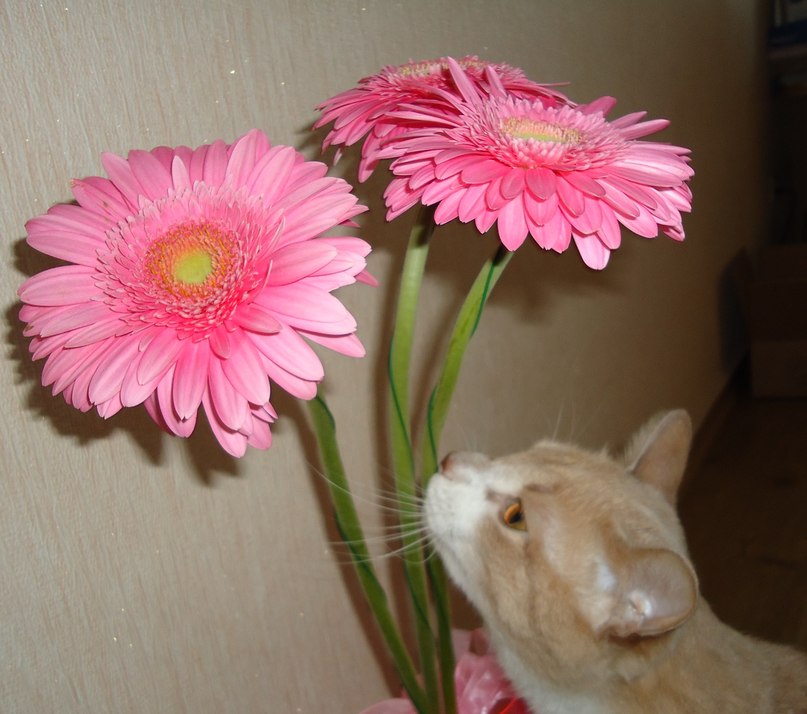 Таня Раздина | Новосибирск