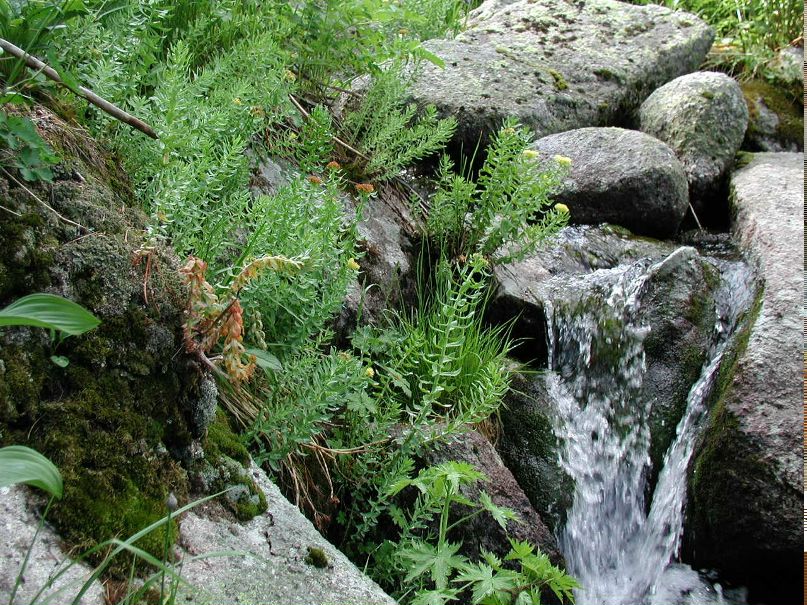 Юрий Цурпал | Сургут