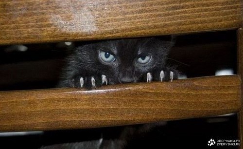 №30, Foxy Killer №30, Foxy Killer