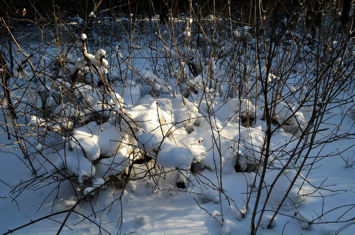 Анна Николаева | Бердск