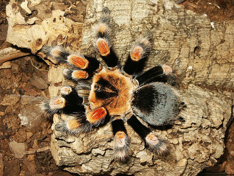 Александр Русенко | Черкассы