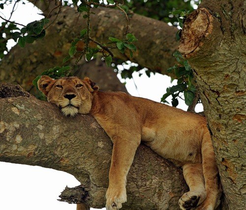 Ольга Шевелева | 