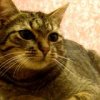 Аватар: Чингиз Котович