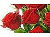 Ирина Курленко | Одесса