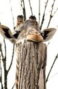 Фотография Коренівського Саши