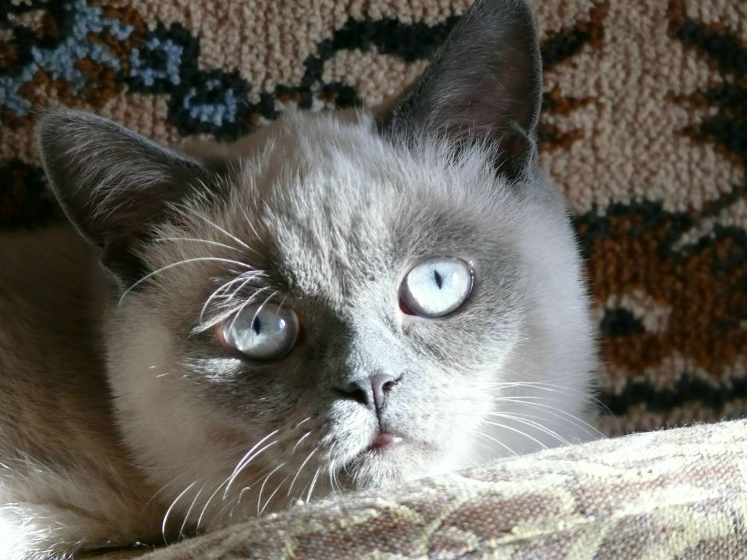 Марина Головчанская | Севастополь