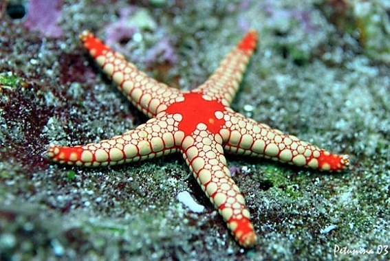 Людмила Хоробрых | 